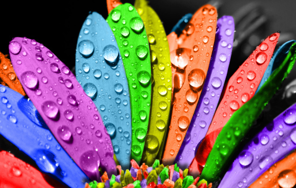 Цветные лепестки