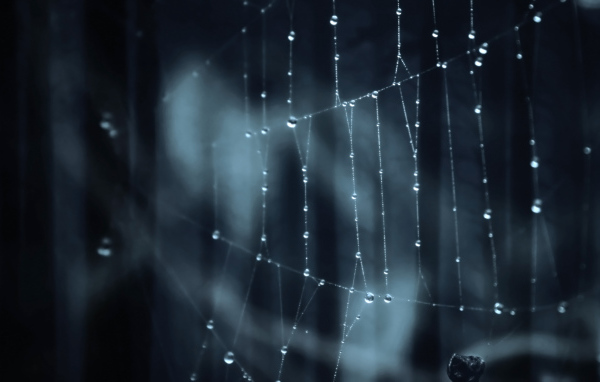 Паутина паук лес