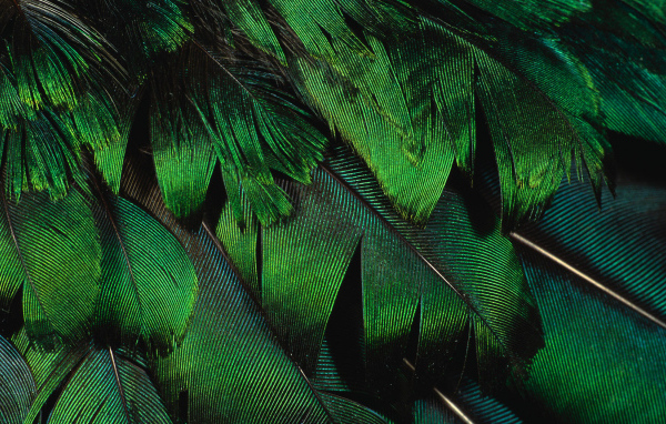 Зеленые перья павлина