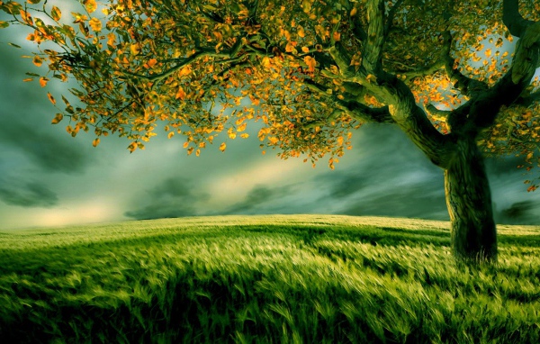 Поле зеленой травы