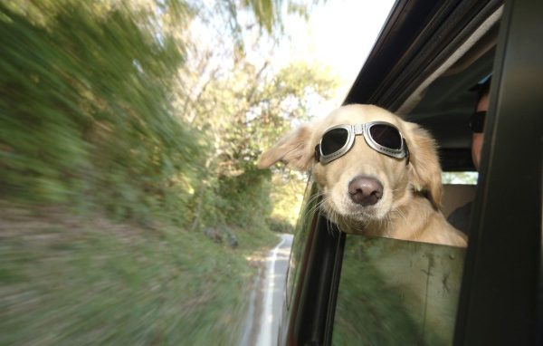 Любитель скорости