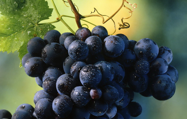 Виноград
