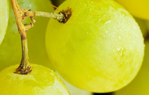 Виноград на веточке