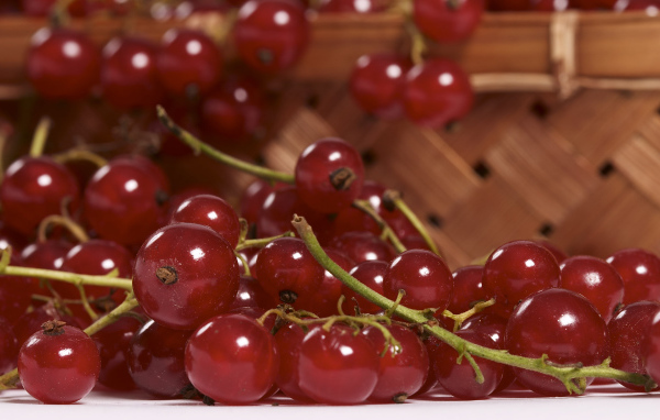 Красная смородина