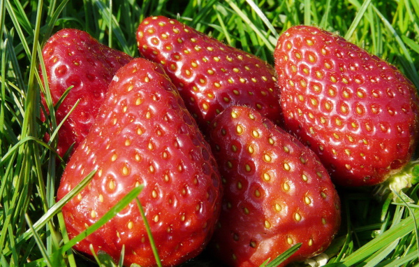 Спелая клубника