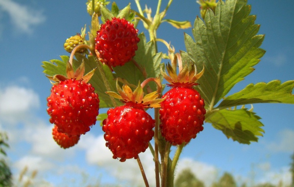 Земляничка