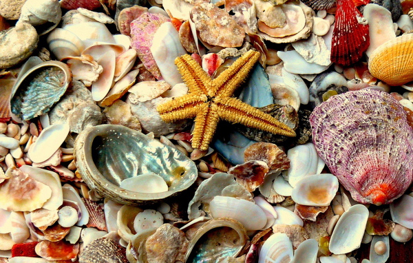 Морские сокровища