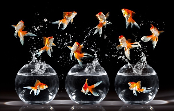 Танцующие рыбки