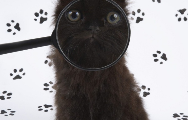 Смешной котэ