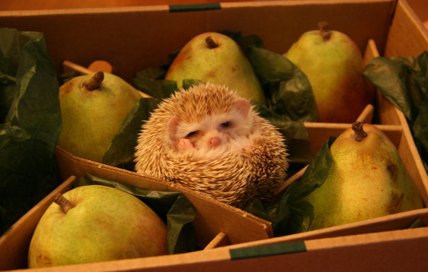 Груши с сюрпризом