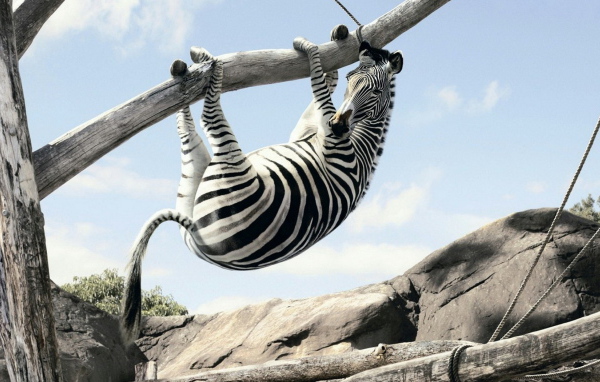 Зебра на ветке