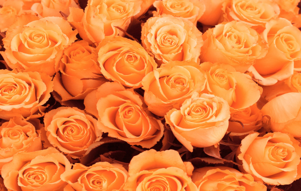 Красивые цветы к 8 Марта