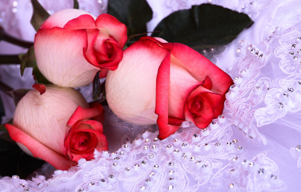 Красивые цветы женщинам