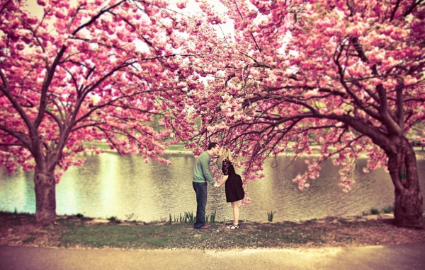 Влюбленные под сакурой