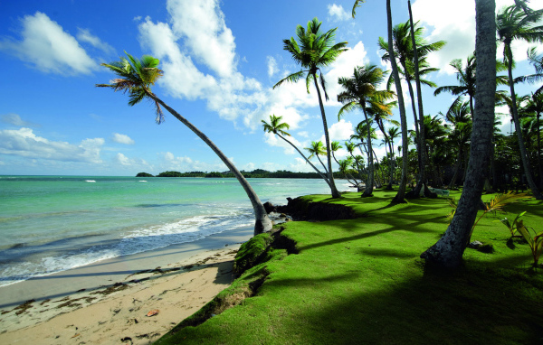 Прибрежные пальмы