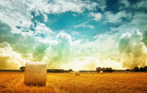 Тюки сена на поле