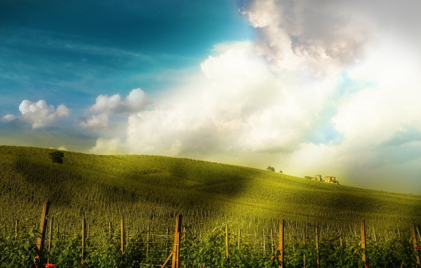 Поле-плантация