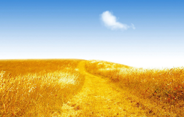 Золотистое поле