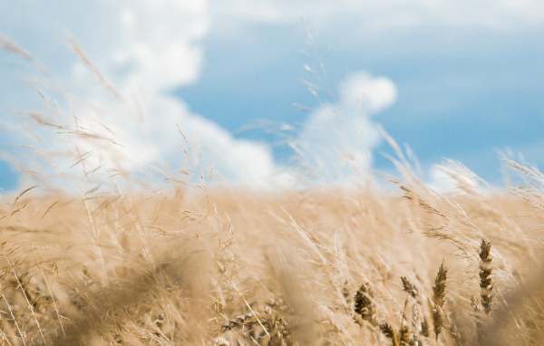 Хлебное поле