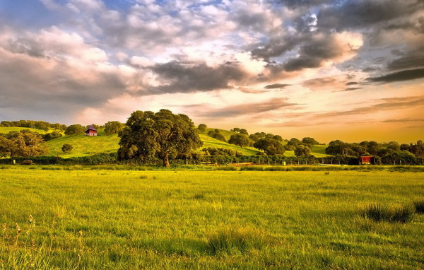 Зеленые просторы