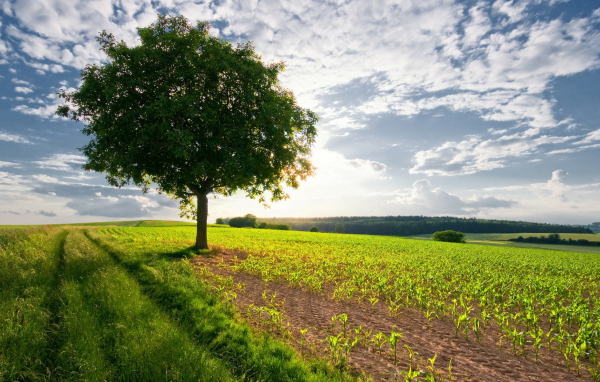 Дерево в поле