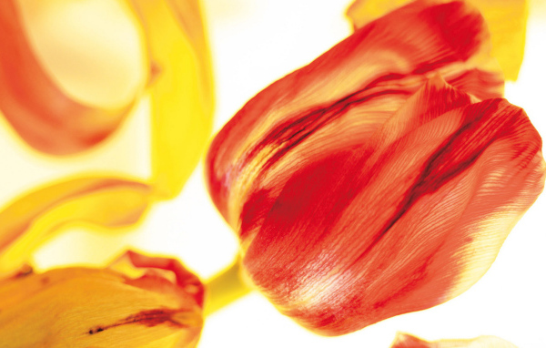 Красивые тюльпаны