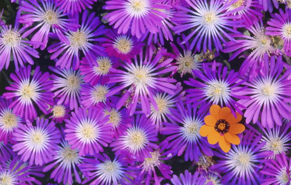 Букет красивых цветов