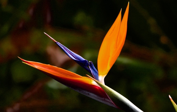 Экзотический цветок