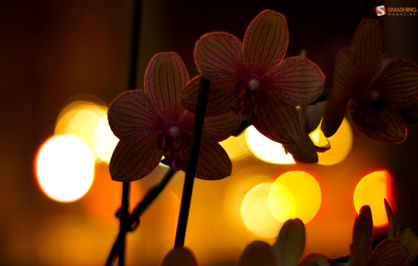 Цветы любимой