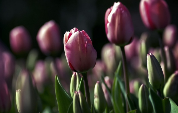 Поле тюльпанов