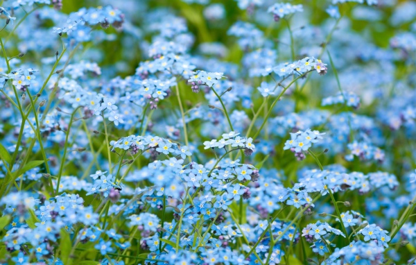 Цветочное поле