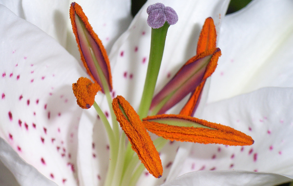 Цветок пыльца пестик тычинка