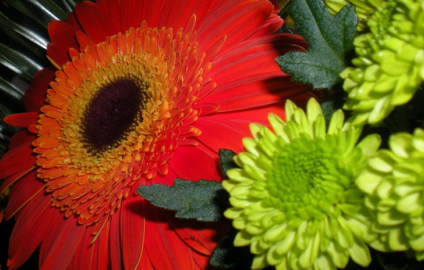 Гербера и хризантемы