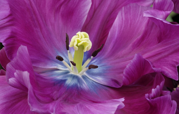 Внутри бутона