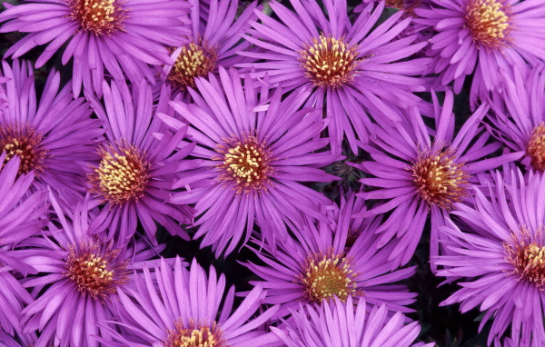 Североамериканские астры