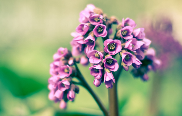 Розовые цветочки