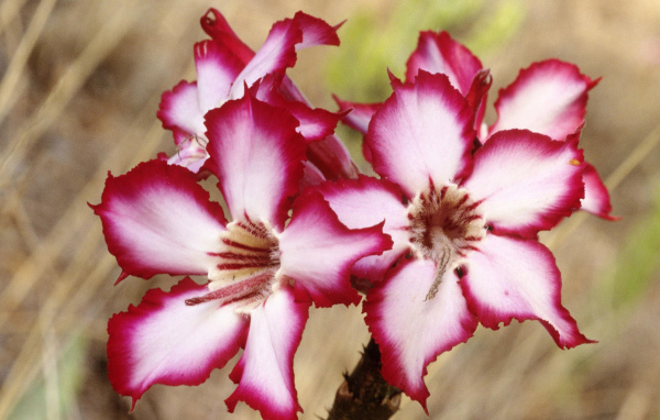 Шикарные цветы