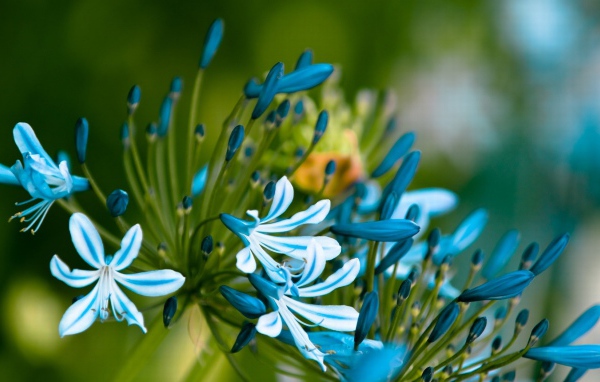 Симпатичные цветочки