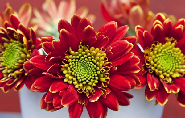 Летний букетик