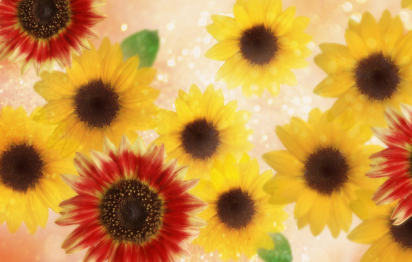 Подсолнухи