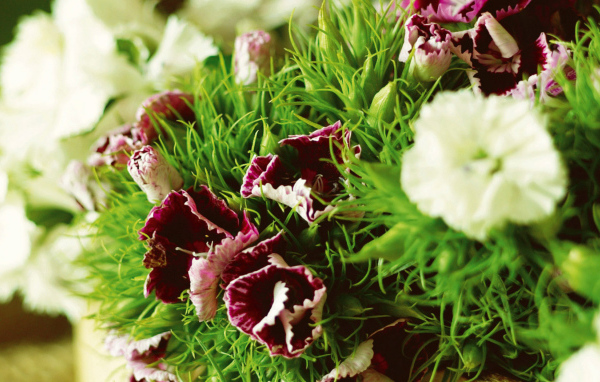 Засохшие гвоздики