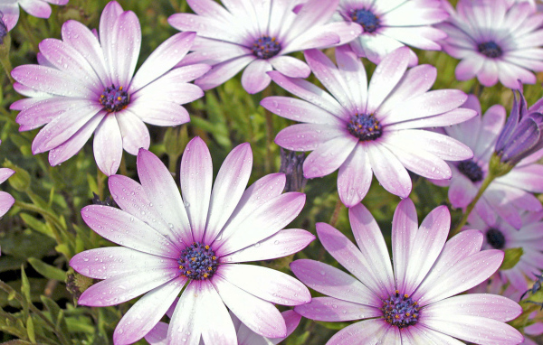 Влажные лепестки цветов