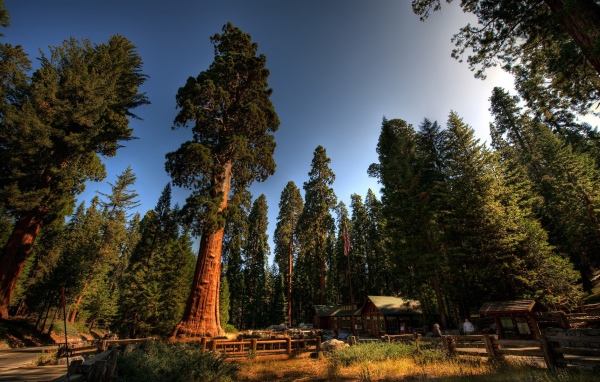 Среди вековых деревьев