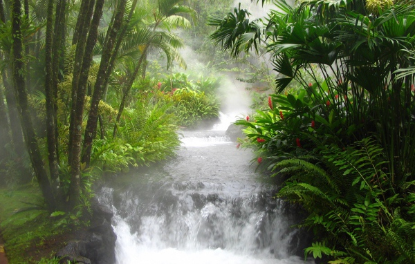 Азиатские джунгли