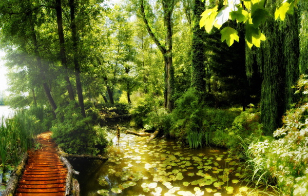 Красота леса