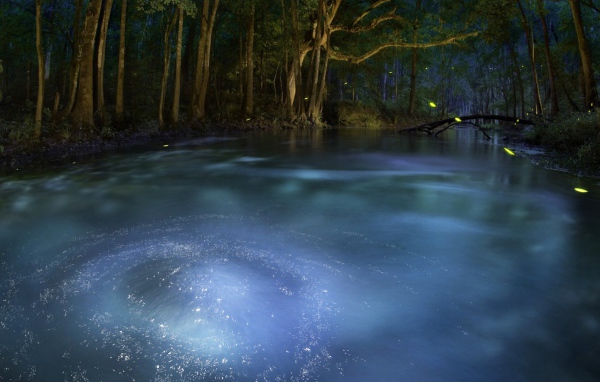 Сказочный лес