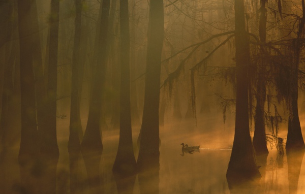 Туман в затопленном лесу