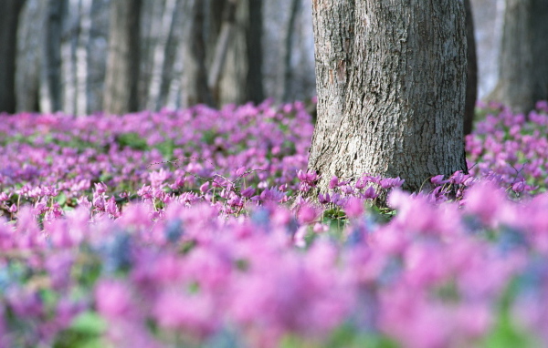 Лес в цветах
