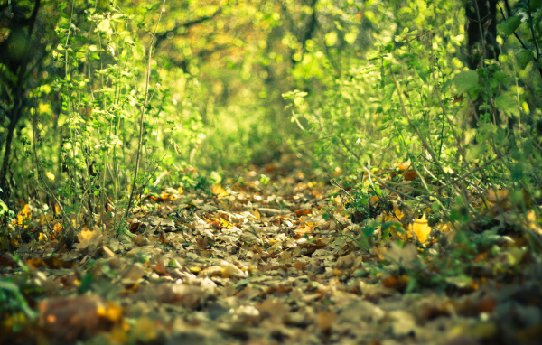 Лесная тропинка