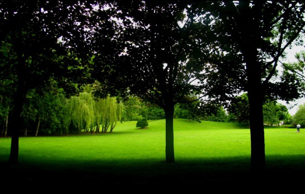 В тени деревьев